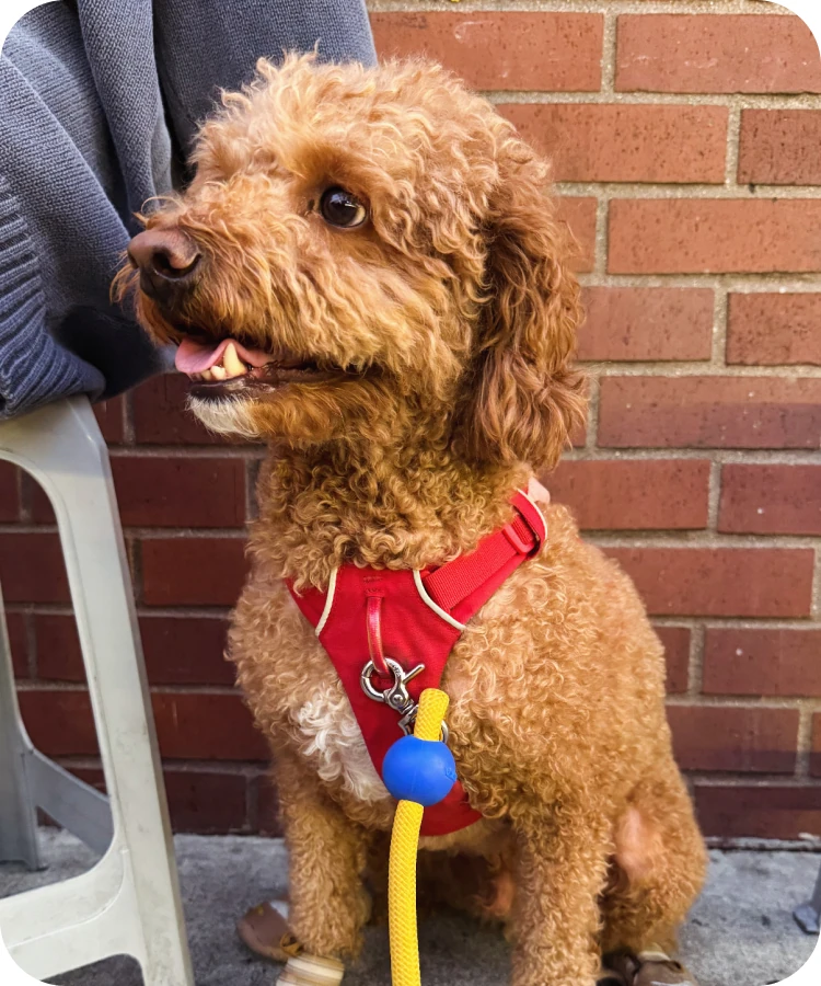 Elmo, a curly-haired apricot dog in a red harness