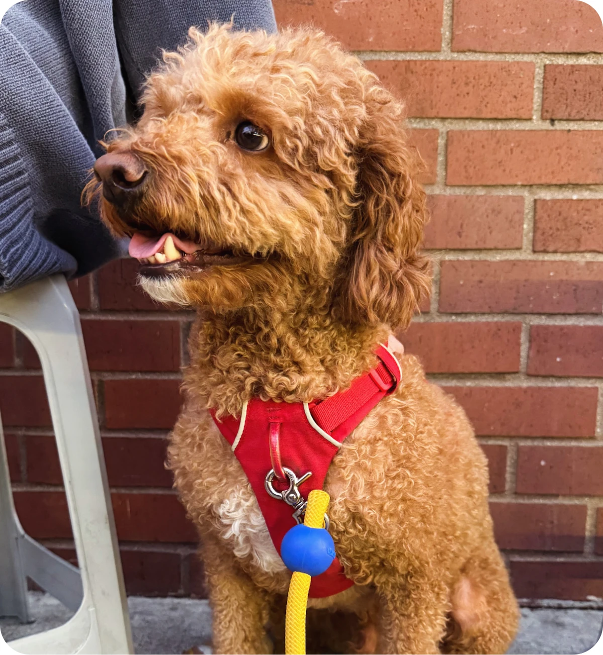 Elmo, a curly-haired apricot dog in a red harness